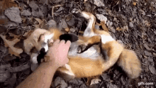 Fox Tickle GIF - Fox Tickle Playful GIFs