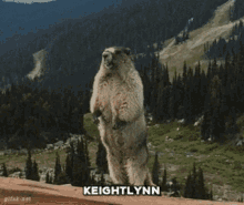 Keightlynn Screaming GIF - Keightlynn Screaming Beaver GIFs