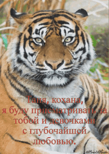 Tiger Tiger Watching GIF - Tiger Tiger Watching Watching Over GIFs