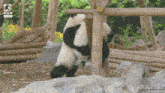 Funnypanda Sml GIF - Funnypanda Sml Panda GIFs