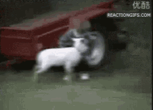 Boy Attacjed By Goat GIF - Boy Attacjed By Goat GIFs