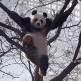 Panda Chill GIF - Panda Chill Chilling GIFs