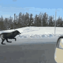 Wolf Wolfrunning GIF - Wolf Wolfrunning Wolfhunting GIFs