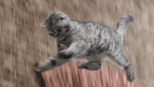 Cat Argyllemovie GIF - Cat Argyllemovie GIFs