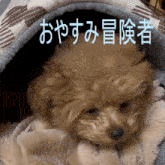 a small brown dog is laying under a blanket with chinese writing behind it