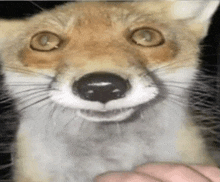 a close up of a fox 's face looking at the camera .