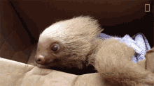 Baby Sloth International Sloth Day GIF - Baby Sloth International Sloth Day Tiny Sloth GIFs
