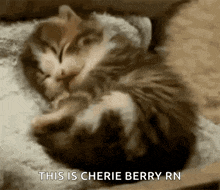 a kitten is sleeping on top of another kitten with the words this is cherie berry rn below it .