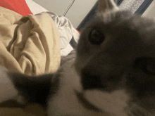 a close up of a cat looking at the camera with a blanket in the background