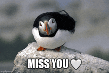 Puffin Miss You GIF