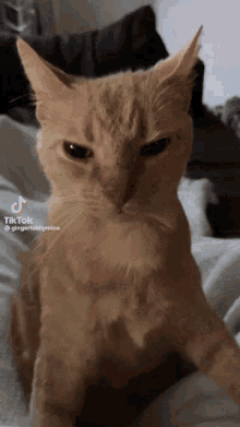 Cat Grumpy GIF
