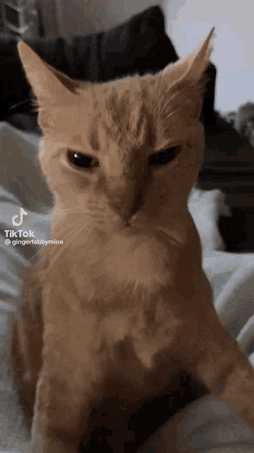grumpy cat animated gif