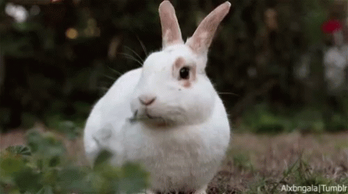 rabbit gif tumblr