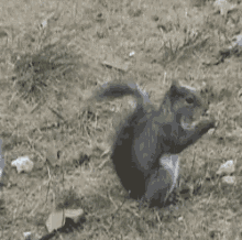 Squirrel Eating GIF - Squirrel Eating Fall GIFs