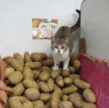 a cat is standing in a pile of potatoes under a sign that says " papa "