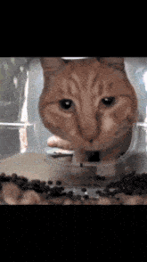 Cat Twitch Cat GIF - Cat Twitch Cat Cat Meme GIFs