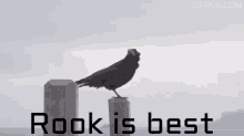 Angry Rook Epic Bird GIF - Angry Rook Epic Bird Totally Not Raven Or Crow GIFs