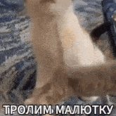 a cat is sitting on a bed with a foreign language written on the bottom of it .