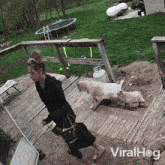 Fainting Goat Viralhog GIF - Fainting Goat Viralhog Falling Down GIFs