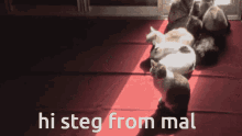Stegasaurid Cats GIF - Stegasaurid Steg Cats GIFs