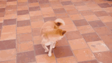 Shaobing Dogs GIF - Shaobing Dogs Chase Tail GIFs