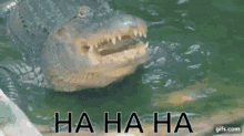 Alligator Laughing GIF - Alligator Laughing GIFs