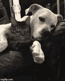 Dog Hug GIF - Dog Hug Cat GIFs
