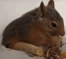 Squirrel Nut GIF