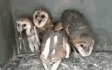 Owls GIF - Owls GIFs