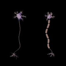 Neurons GIF - Neurons GIFs