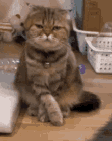 Cat Nothing To See Here GIF - Cat Nothing To See Here GIFs