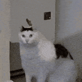 Cat Meme GIF - Cat Meme Huh GIFs