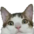 a close up of a cat 's face looking at the camera .