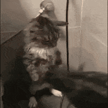 GIF