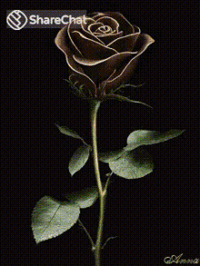 गुलाब फूल GIF - गुलाब फूल झिलमिलाना GIFs