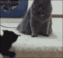 Cat Cats GIF - Cat Cats Fighting GIFs