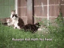 Giant Russian Rat Attacks Cats GIF