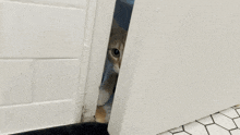 Cat Pawing GIF - Cat Pawing Let Me In GIFs