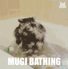 Mugi Raccoon Mugi Bathing GIF