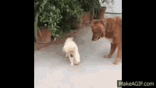 Puppy Distracted GIF - Puppy Distracted Easily GIFs
