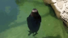 Spinning Seal GIF