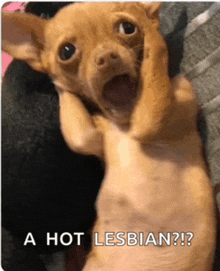 a picture of a dog with the caption a hot lesbian ?