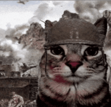 Soldier Cat GIF - Soldier Cat GIFs