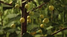 Cherries Ripening GIF - Cherries Ripening Ripe GIFs