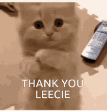 leecie thanks thank you cat