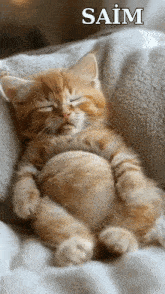 a kitten is sleeping on a white blanket with the name saim above it