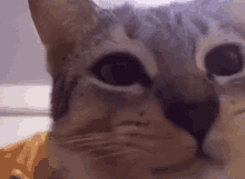 Cat Eating And Stares GIF - Cat Eating And Stares GIFs