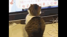 Cat GIF - Cat Watching Tv GIFs