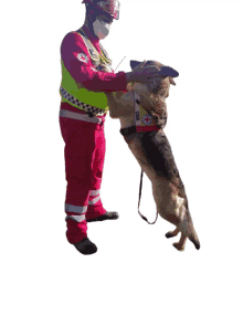 hellenic red cross komotini red cross rescue team dog