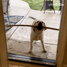 Cant Get In The Pet Collective GIF - Cant Get In The Pet Collective Let Me In GIFs